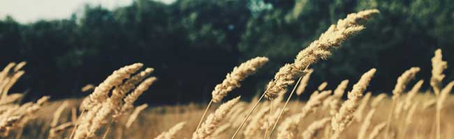 高端品质的轰炸免费网页